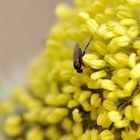 Weidenkätzchenblüte mit Bewohner