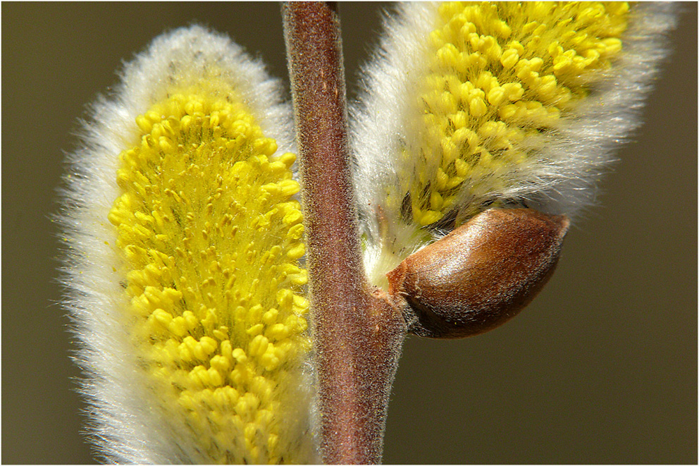 "Weidenkätzchendetail"