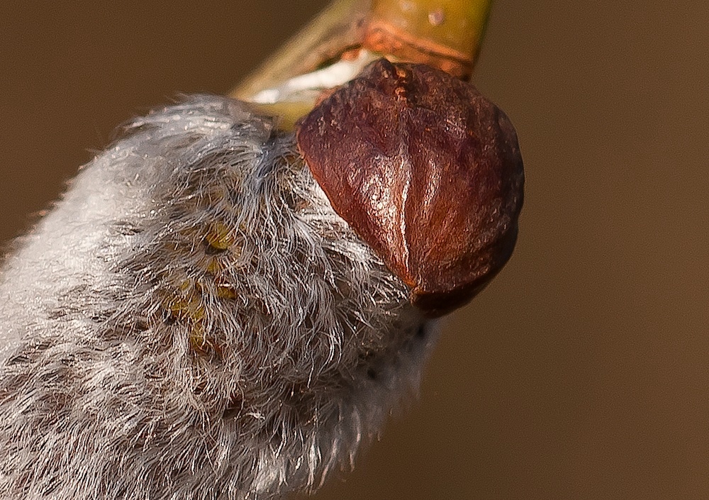 Weidenkätzchendetail