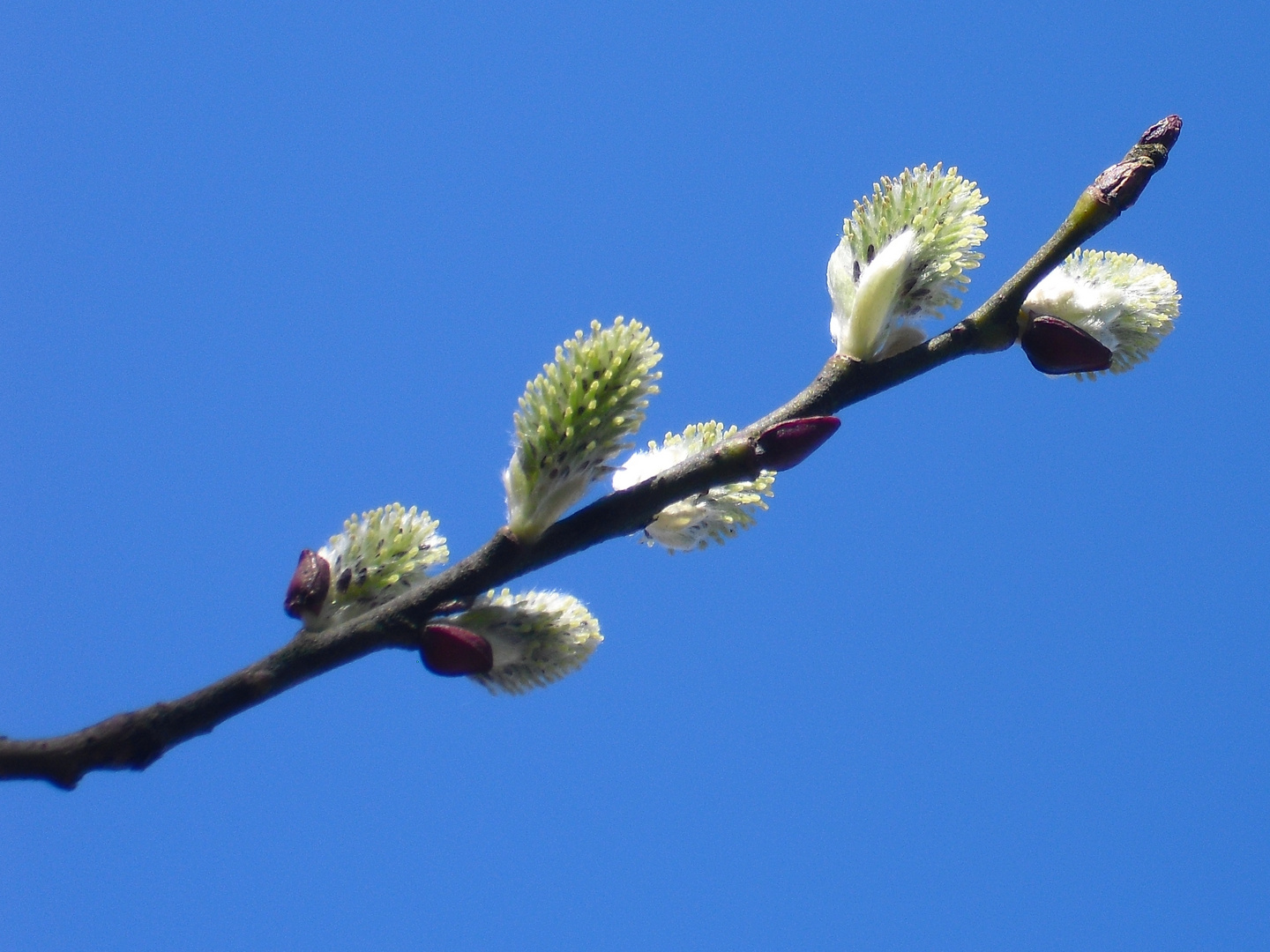 Weidenknospen