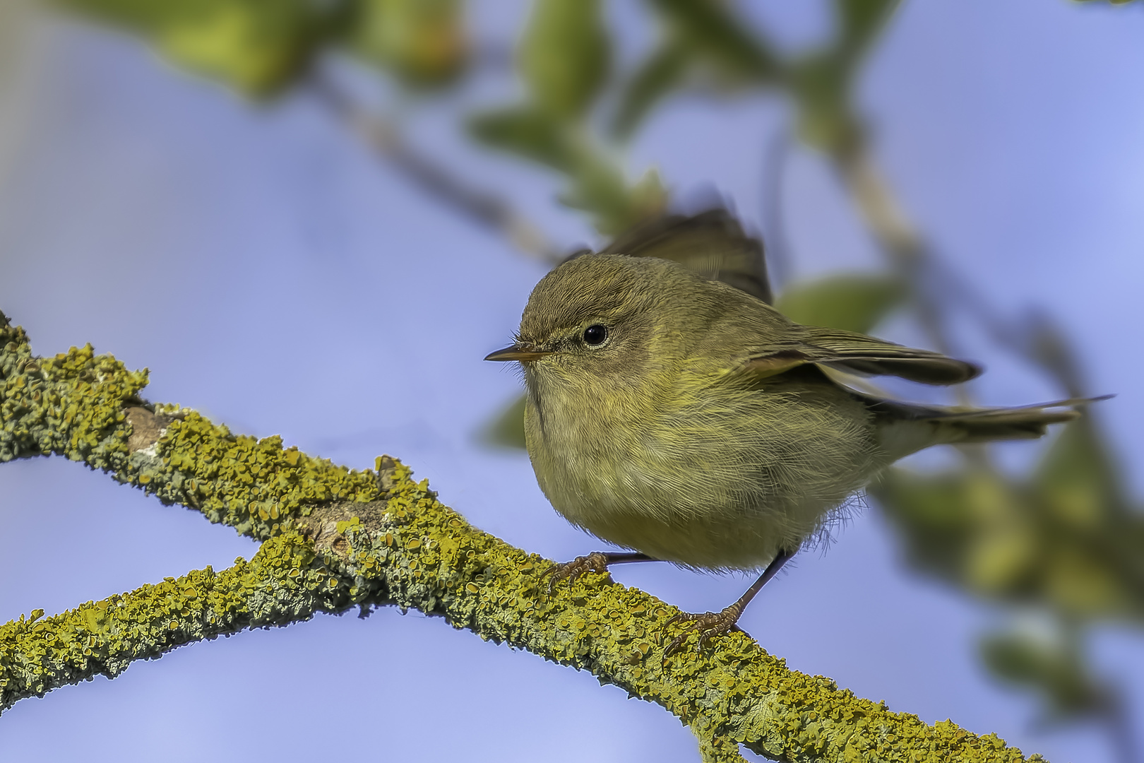 Weidenlaubsänger (Phylloscopus collybita)