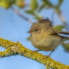 Weidenlaubsänger (Phylloscopus collybita)