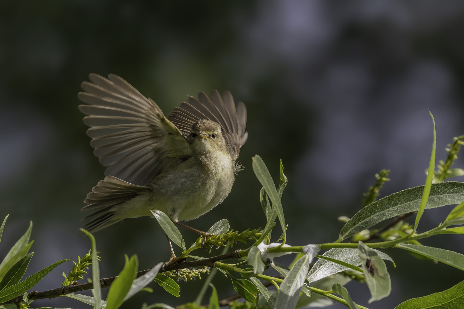 Weidenlaubsänger (Phylloscopus collybita)