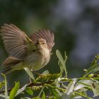 Weidenlaubsänger (Phylloscopus collybita)