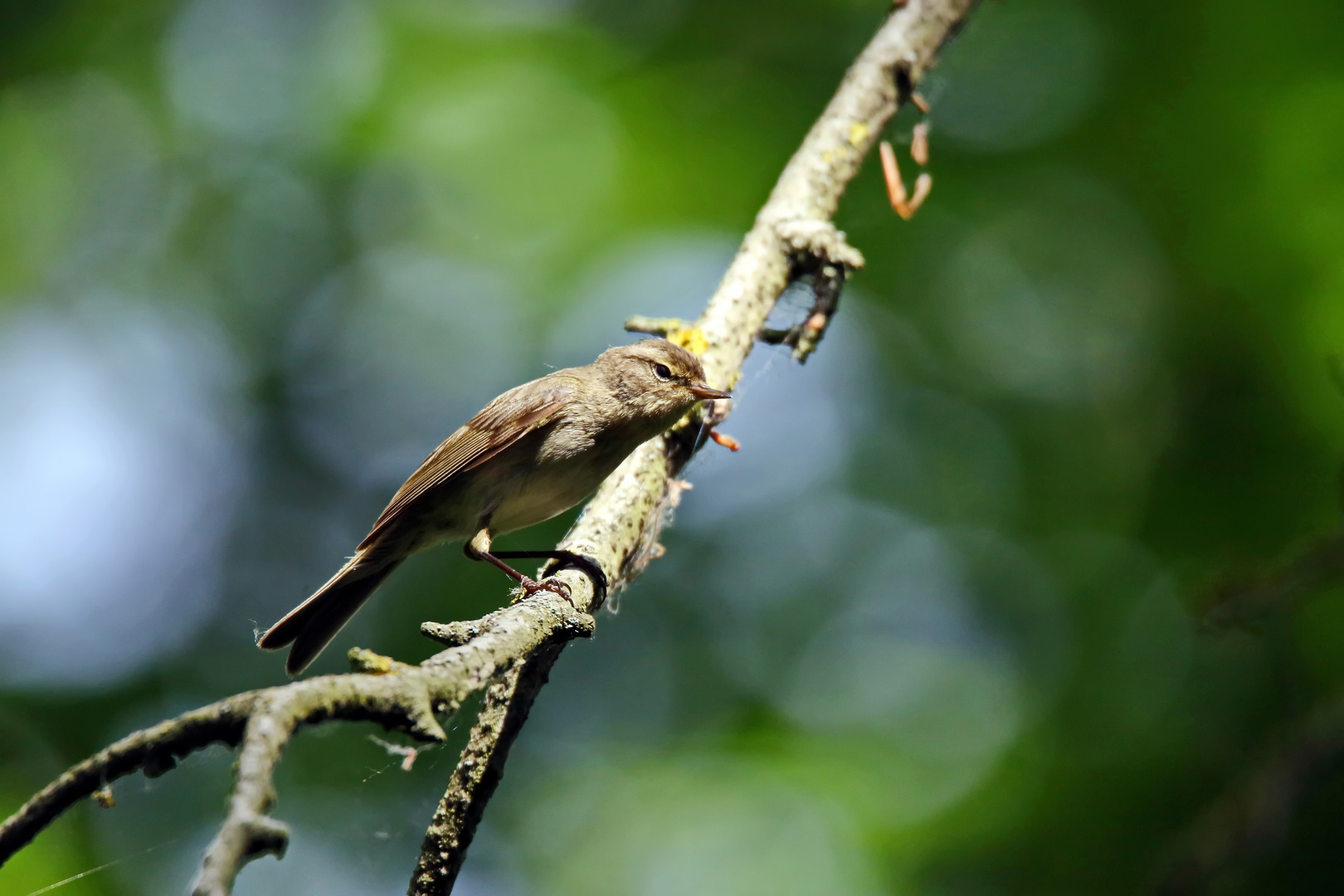 Weidenlaubsänger (Phylloscopus collybita)