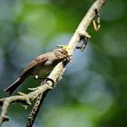 Weidenlaubsänger (Phylloscopus collybita)