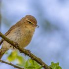 Weidenlaubsänger (Zilpzalp) - (Phylloscopus collybita)