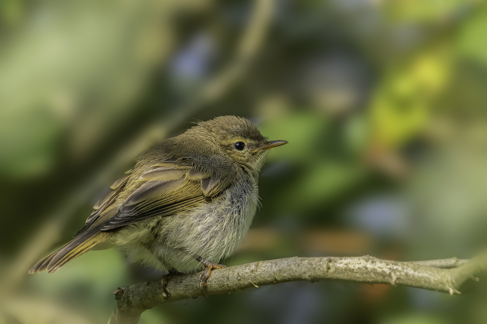 Weidenlaubsänger (Zilpzalp) - (Phylloscopus collybita)