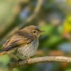 Weidenlaubsänger (Zilpzalp) - (Phylloscopus collybita)