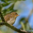 Weidenlaubsänger (Zilpzalp) - (Phylloscopus collybita)