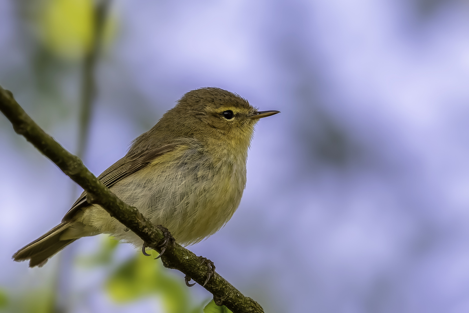 Weidenlaubsänger (Zilpzalp) - (Phylloscopus collybita)