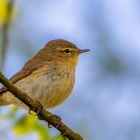 Weidenlaubsänger (Zilpzalp) - (Phylloscopus collybita)