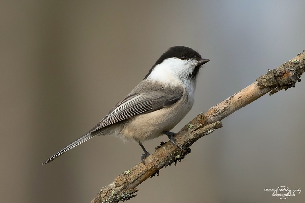 Weidenmeise Foto & Bild tiere, wildlife, wild lebende vögel Bilder