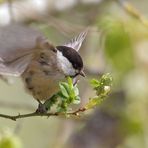 Weidenmeise abfliegend