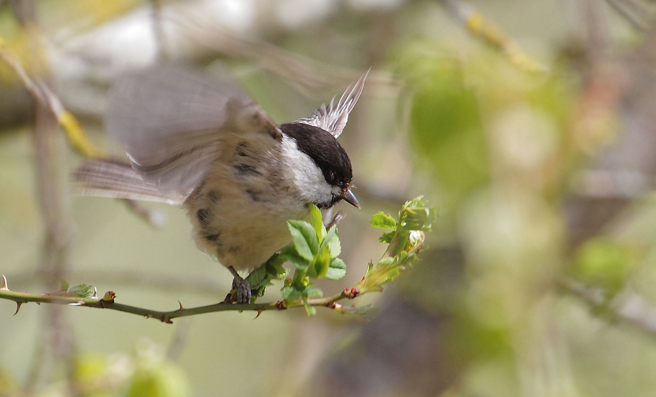 Weidenmeise abfliegend