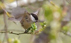 Weidenmeise abfliegend