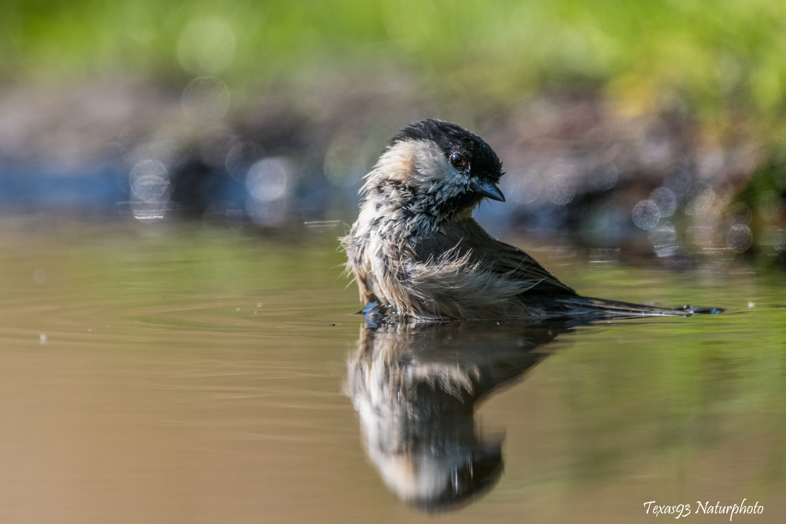 Weidenmeise beim Baden