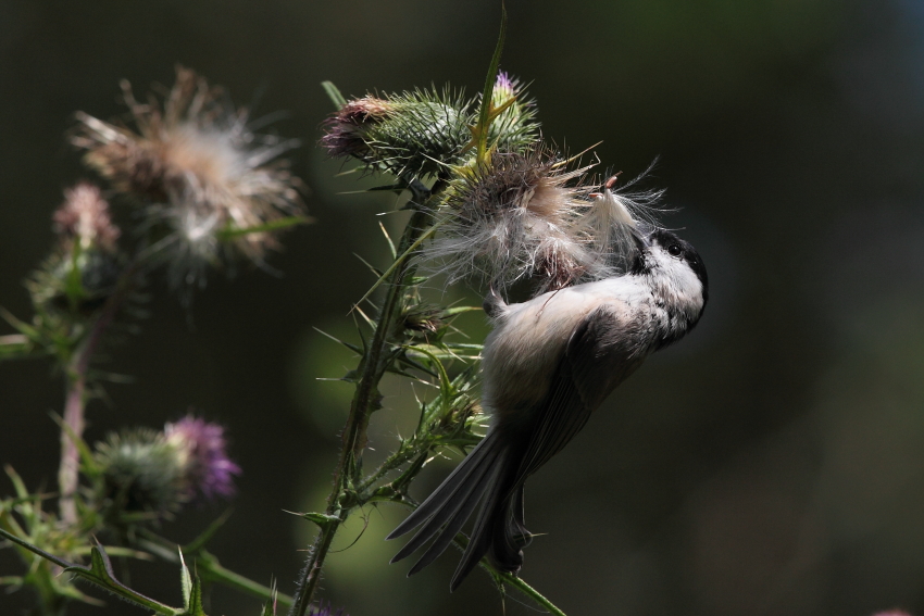 Weidenmeise erntet Distelsamen, Dettingen a.d.Erms, Biosphärengebiet schw. Alb