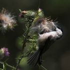 Weidenmeise erntet Distelsamen, Dettingen a.d.Erms, Biosphärengebiet schw. Alb