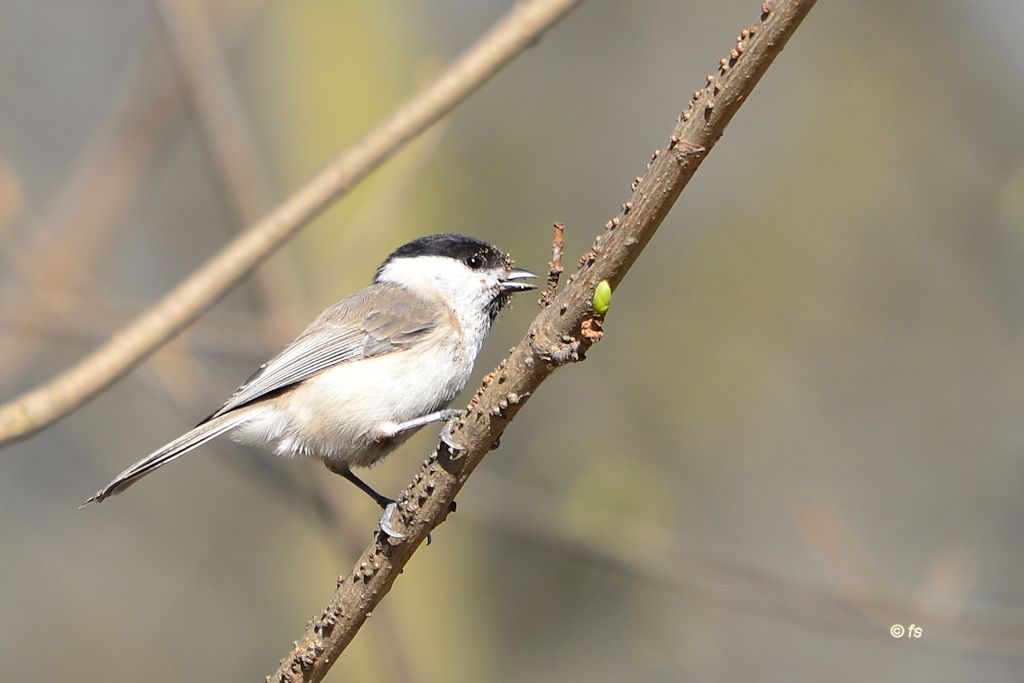 Weidenmeise in ihrem Habitat