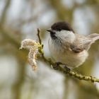 Weidenmeise oder Mönchsmeise (Poecile montanus, ... Parus montanus) ...