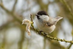 Weidenmeise oder Mönchsmeise (Poecile montanus, ... Parus montanus) ...