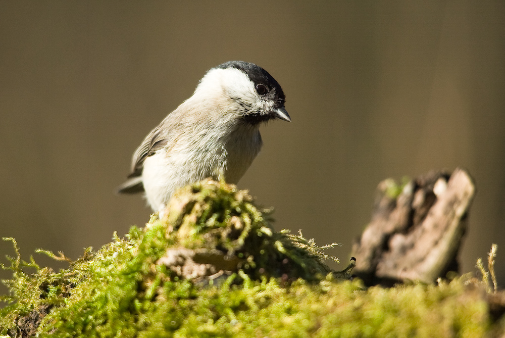 Weidenmeise (Parus montanus)