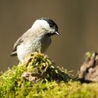 Weidenmeise (Parus montanus)