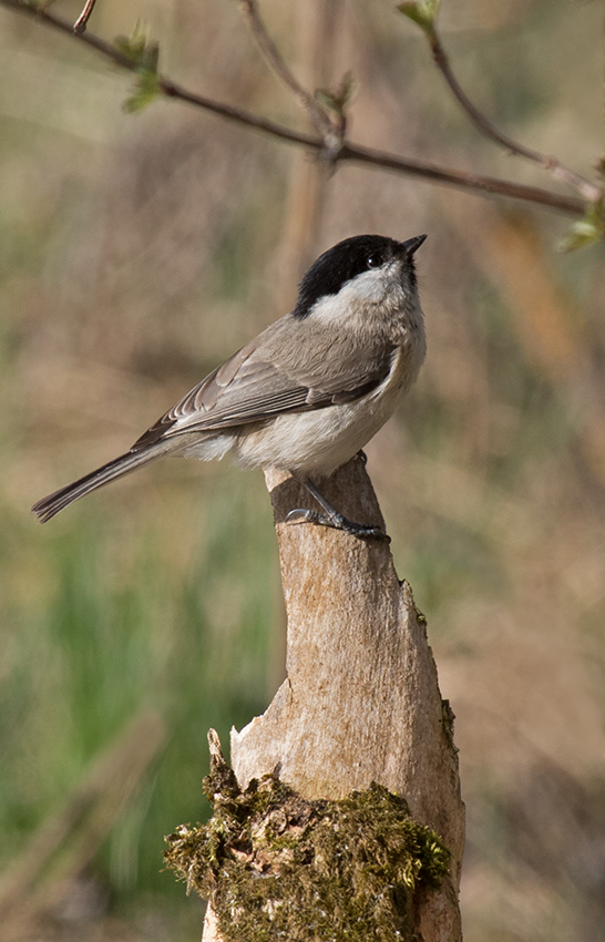 Weidenmeise (Parus montanus)