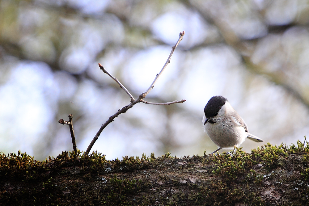 Weidenmeise (Parus montanus)