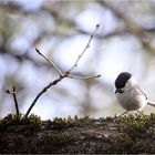 Weidenmeise (Parus montanus)