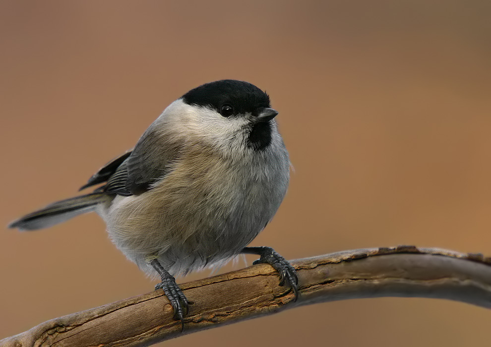 Weidenmeise (Parus montanus)