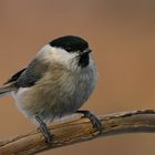 Weidenmeise (Parus montanus)