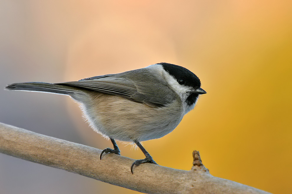 Weidenmeise (Parus montanus)