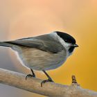 Weidenmeise (Parus montanus)