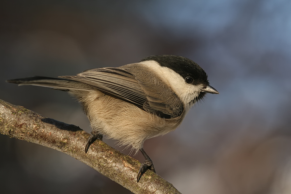 Weidenmeise (Poecile montana)