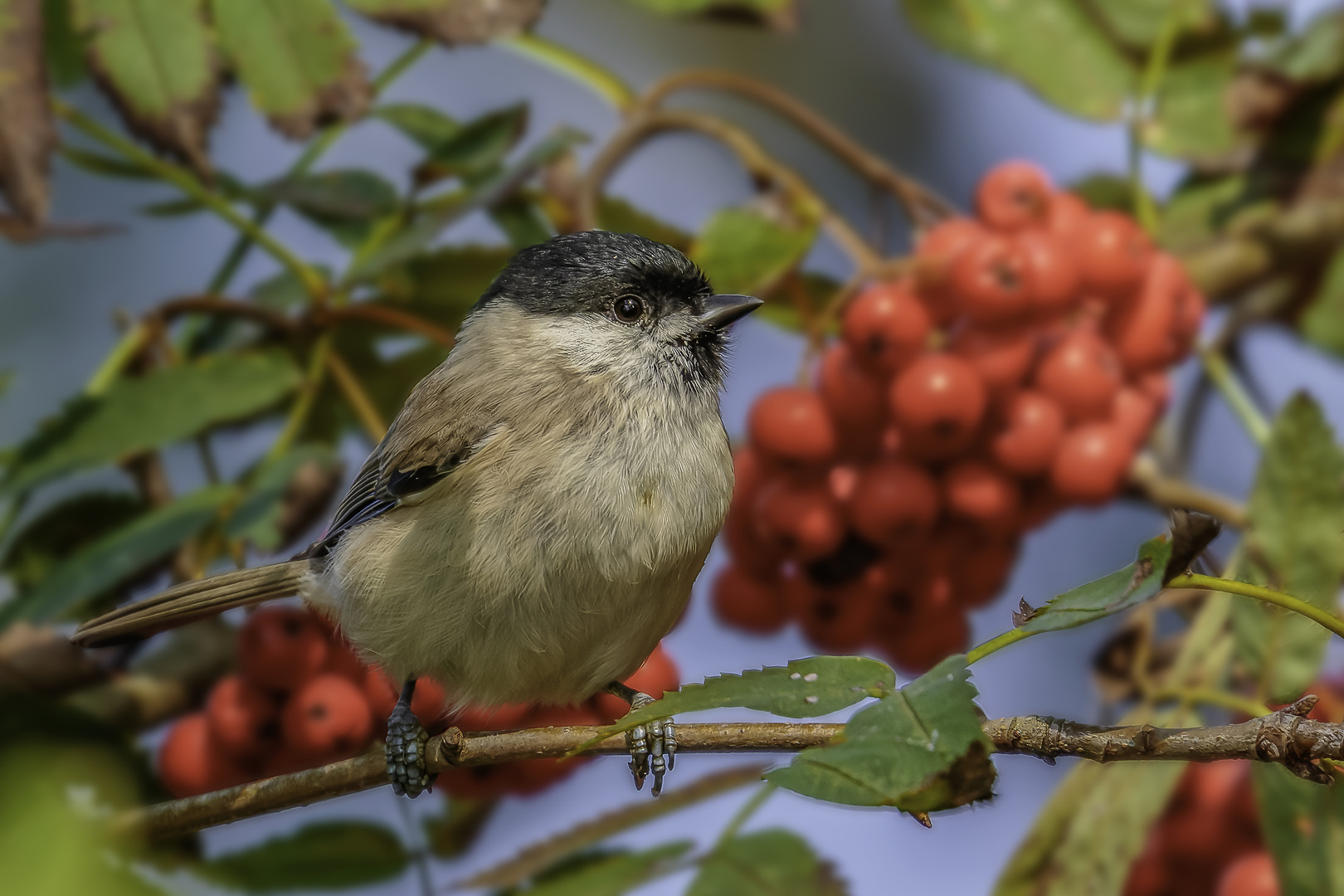 Weidenmeise (Poecile montanus)