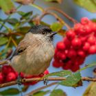 Weidenmeise (Poecile montanus)