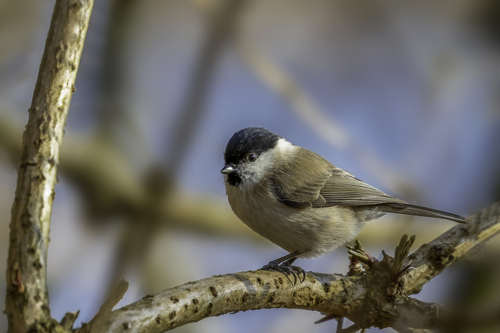 Weidenmeise (Poecile montanus)