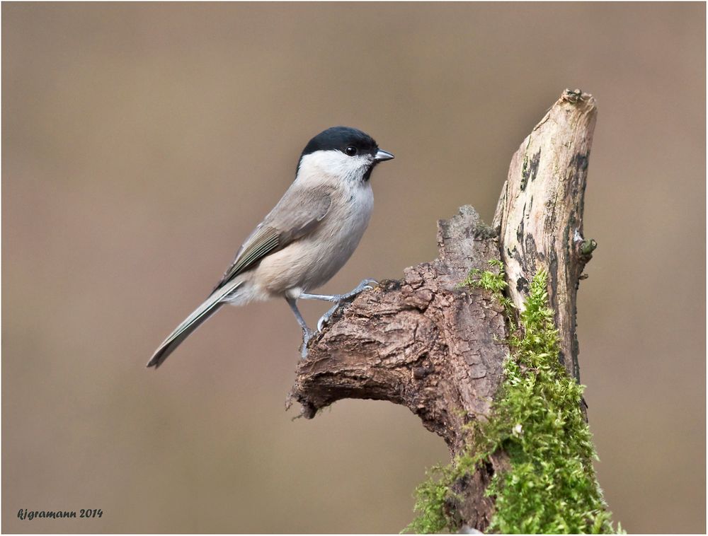 Weidenmeise (Poecile montanus).....