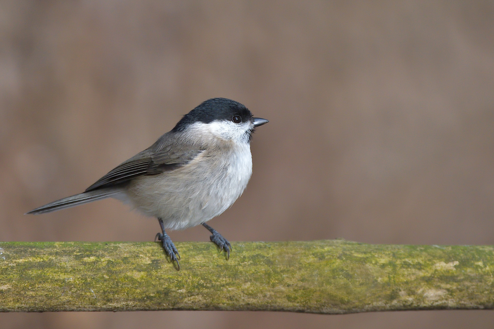 Weidenmeise (Poecile montanus)