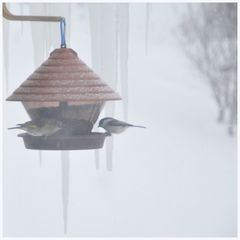 Weidenmeise und Grünfink im Schneegestöber