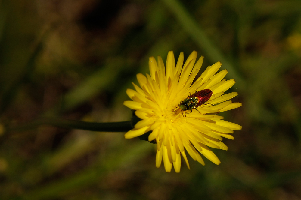 Weidenprachtkäfer, Nationalpark Kornaten, Kroatien