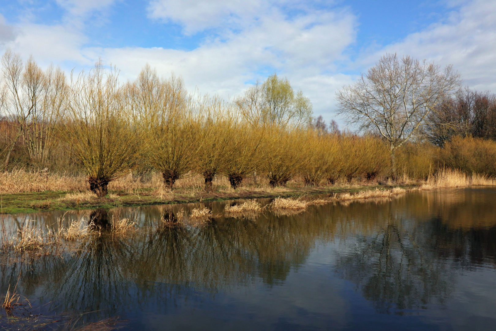 Weidenreihe am Ufer