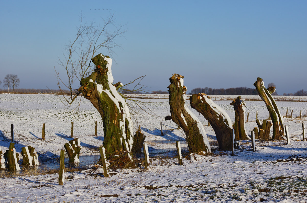 Weidenreihe im Schnee