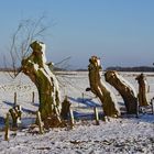 Weidenreihe im Schnee