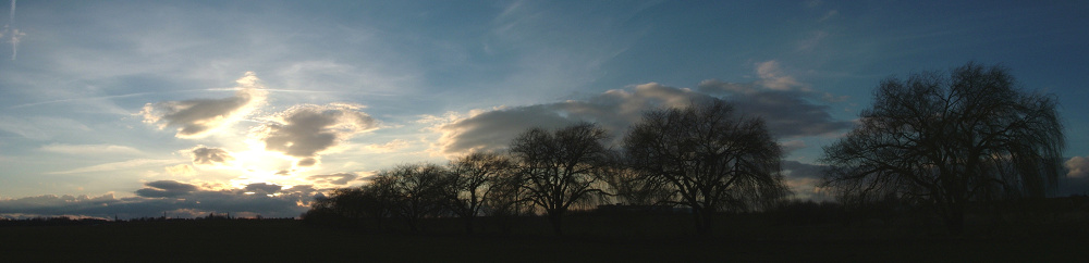 Weidenreihe im Sonnenuntergang