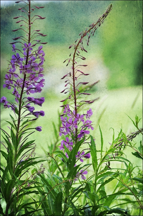 Weidenröschen