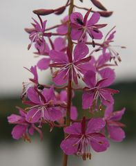 Weidenröschen - Blüten