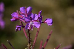 Weidenröschen (Chameanerion angustifolium)